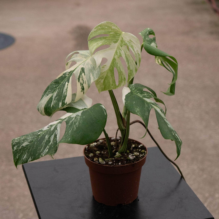 Gabriella Plants Monstera S-032 Monstera deliciosa albo variegata