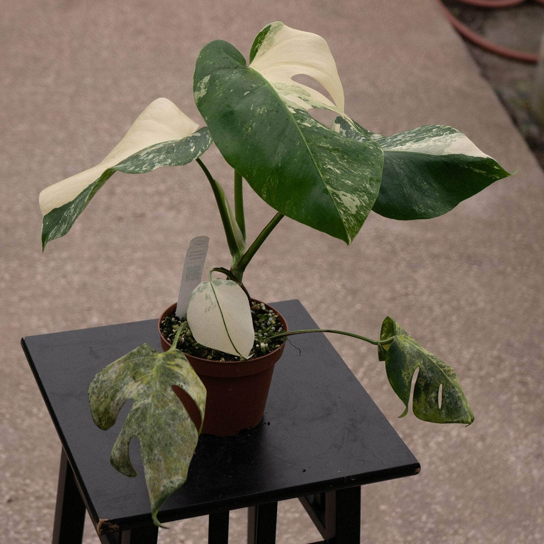 philodendron monstera albo Monstera deliciosa albo variegata