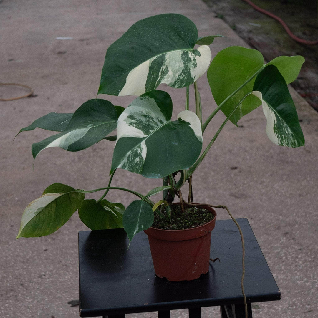 albo monstera leaf Monstera deliciosa albo variegata