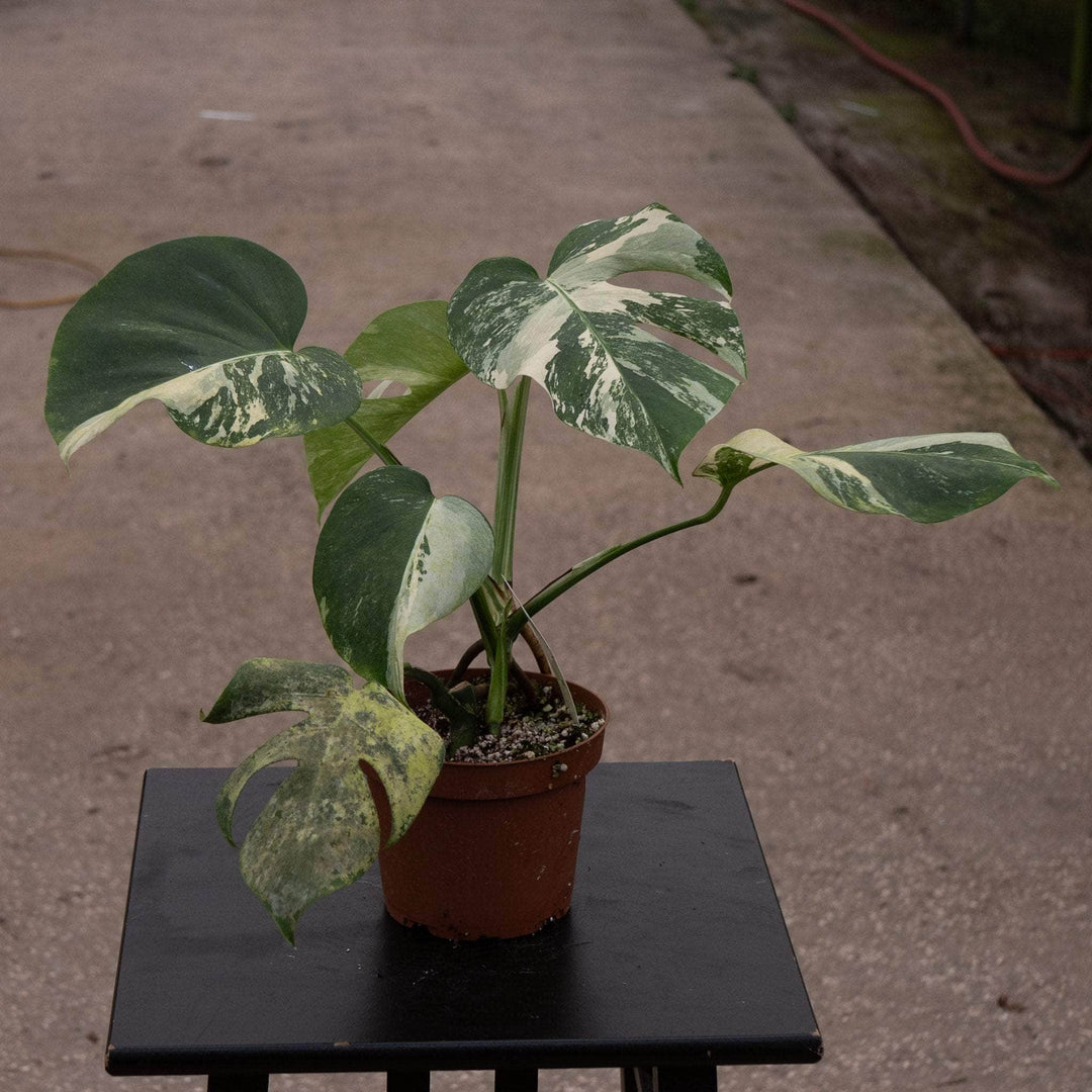 monstera albo for sale Monstera deliciosa albo variegata