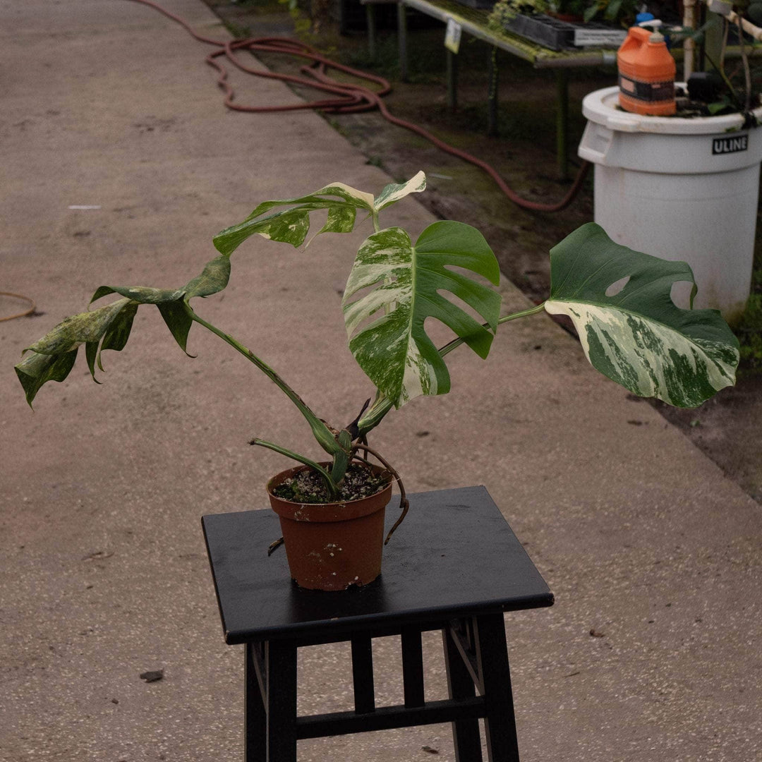 Gabriella Plants Monstera S-036 Monstera deliciosa albo variegata