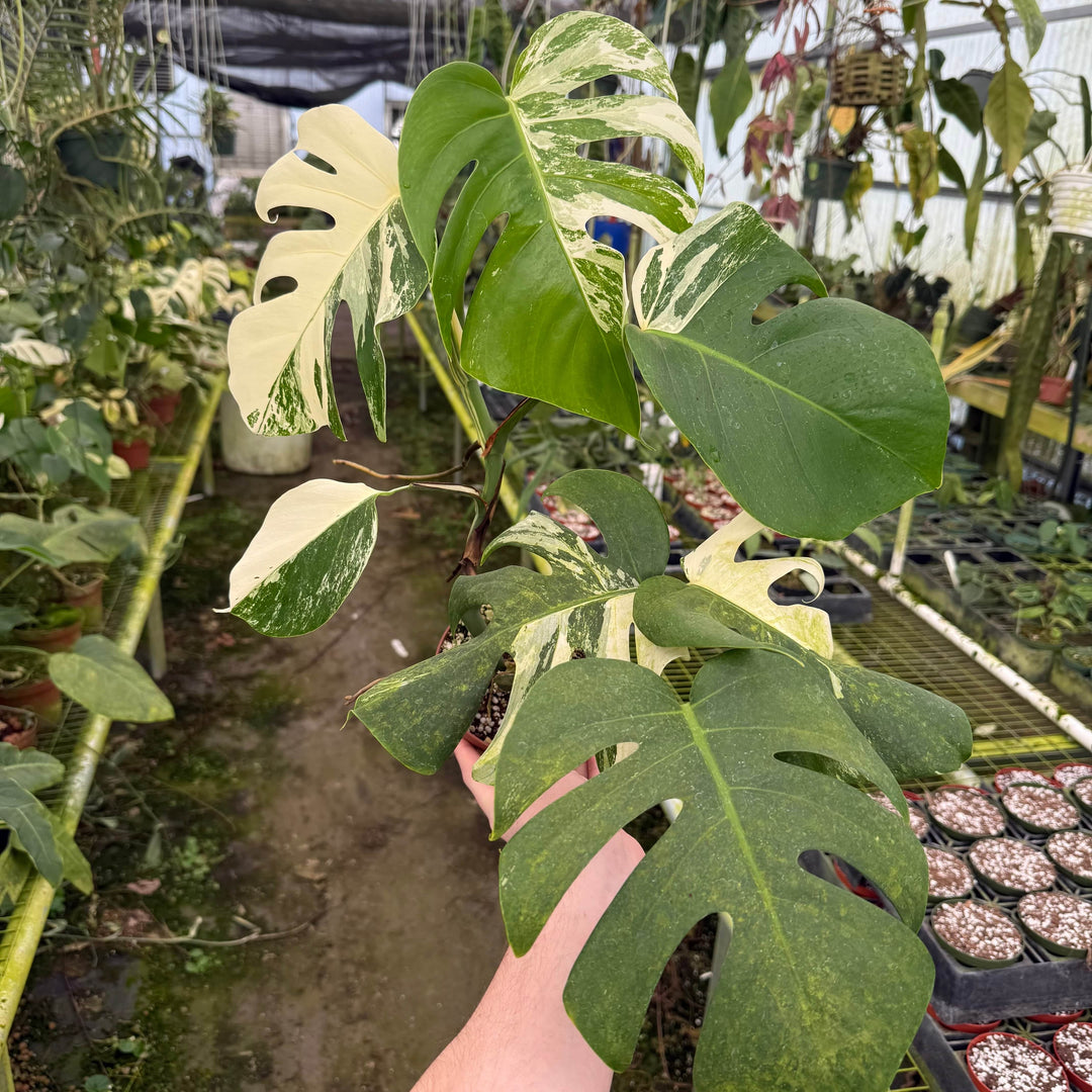 monstera deliciosa albovariegata Monstera deliciosa albo variegata