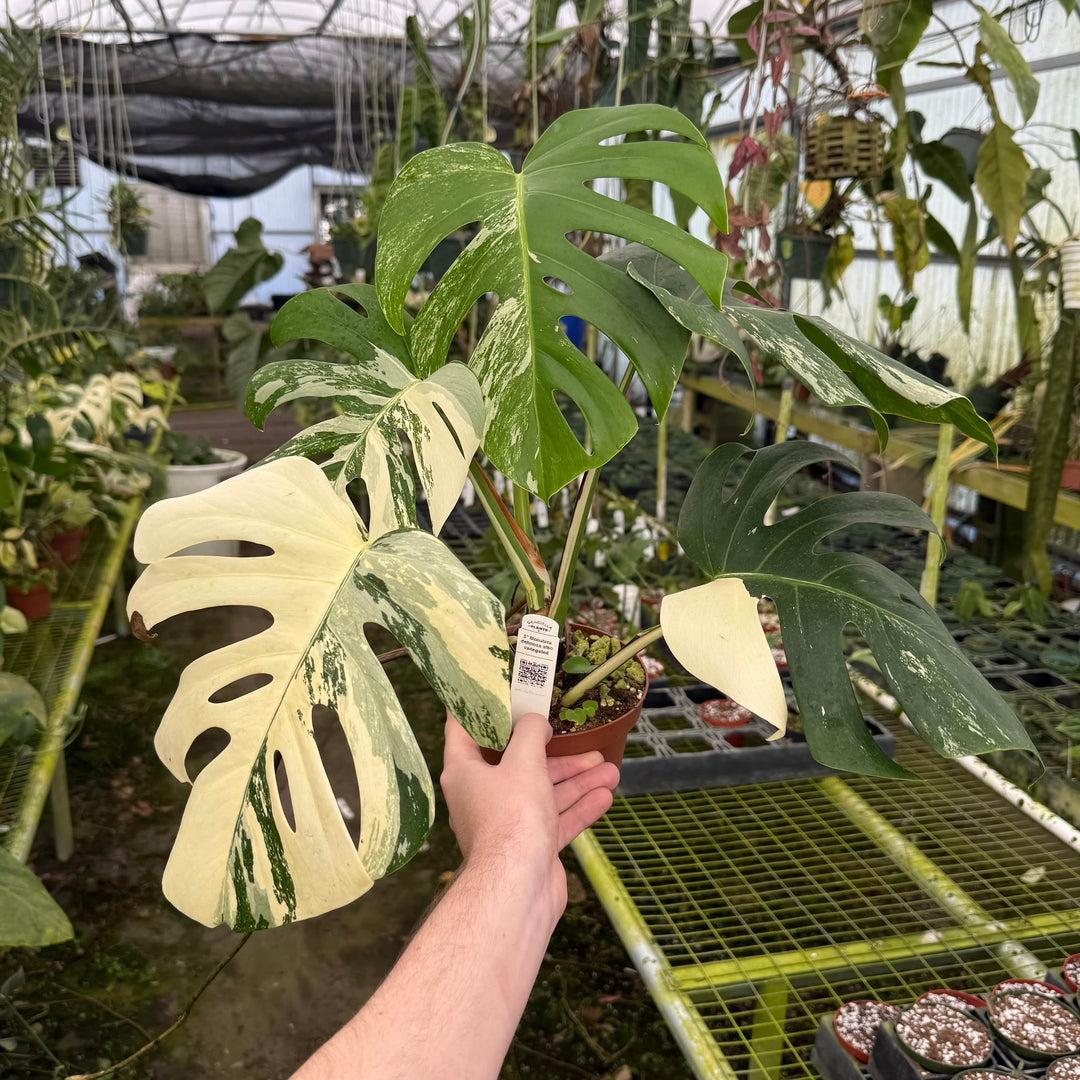 isabella aka monstera deliciosa Monstera deliciosa albo variegata