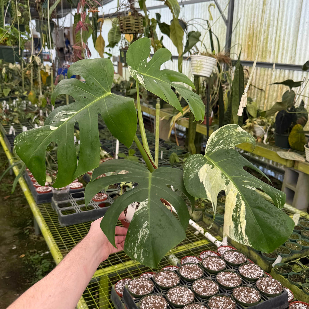 gumtree indoor plants Monstera deliciosa albo variegata