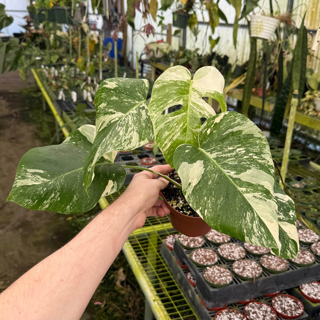 monstero albo Monstera deliciosa albo variegata