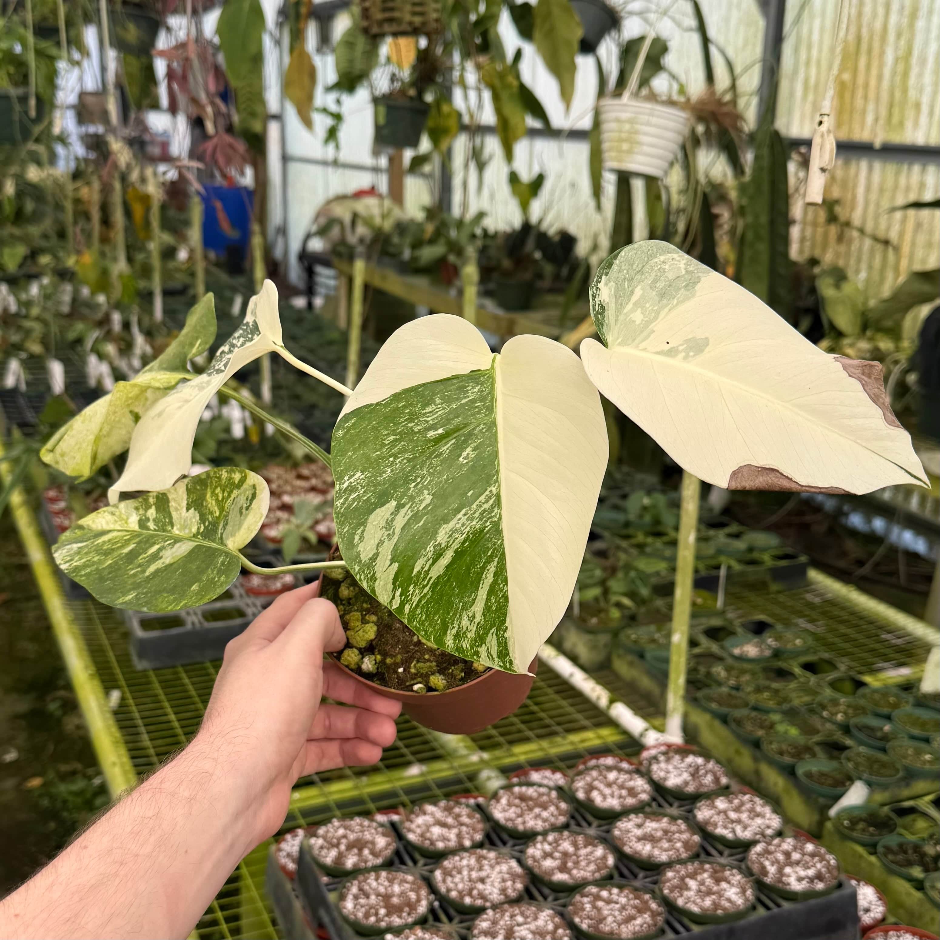 Monstera deliciosa albo variegata - Gabriella Plants