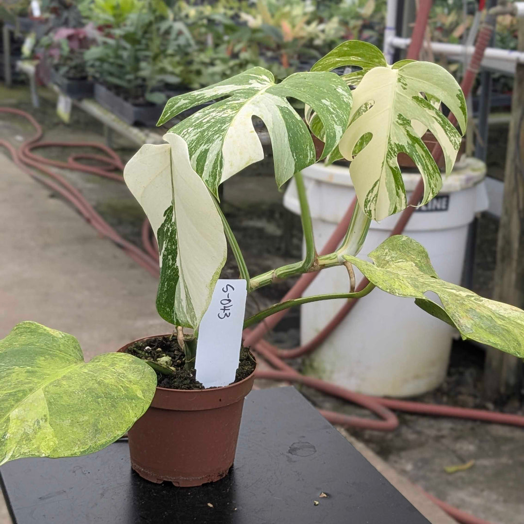 Gabriella Plants Monstera S-043 Monstera deliciosa albo variegata