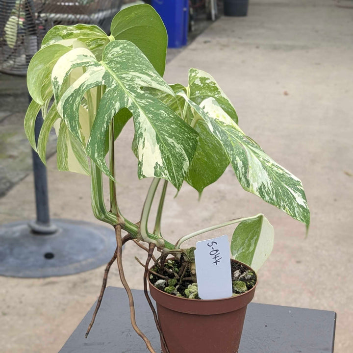 Gabriella Plants Monstera S-044 Monstera deliciosa albo variegata