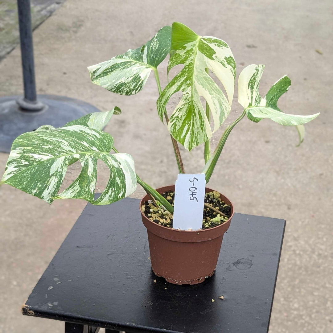 Gabriella Plants Monstera S-045 Monstera deliciosa albo variegata