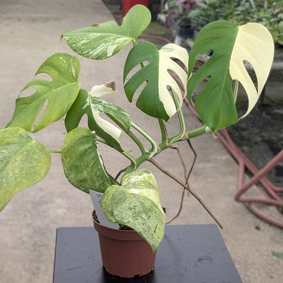 Gabriella Plants Monstera S-046 Monstera deliciosa albo variegata