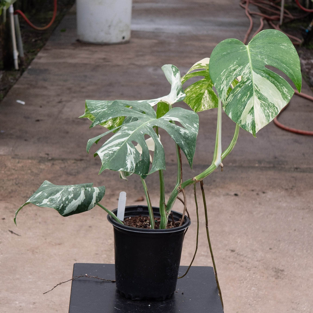 Gabriella Plants Monstera Monstera deliciosa &