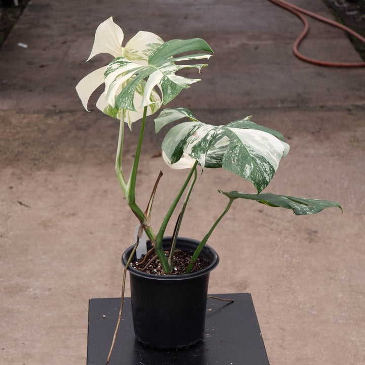 Gabriella Plants Monstera Monstera deliciosa &