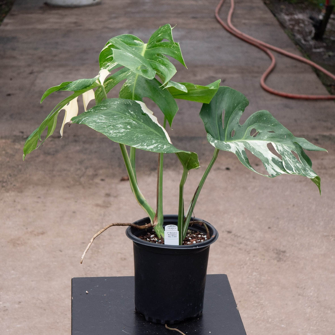 Gabriella Plants Monstera Monstera deliciosa &