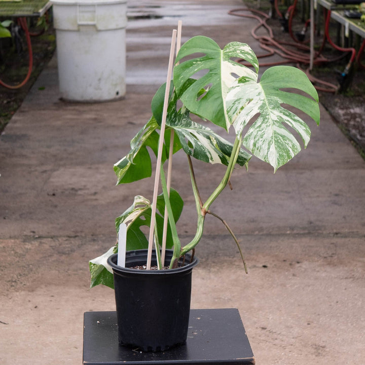 Gabriella Plants Monstera 6" / S-002 Monstera deliciosa &