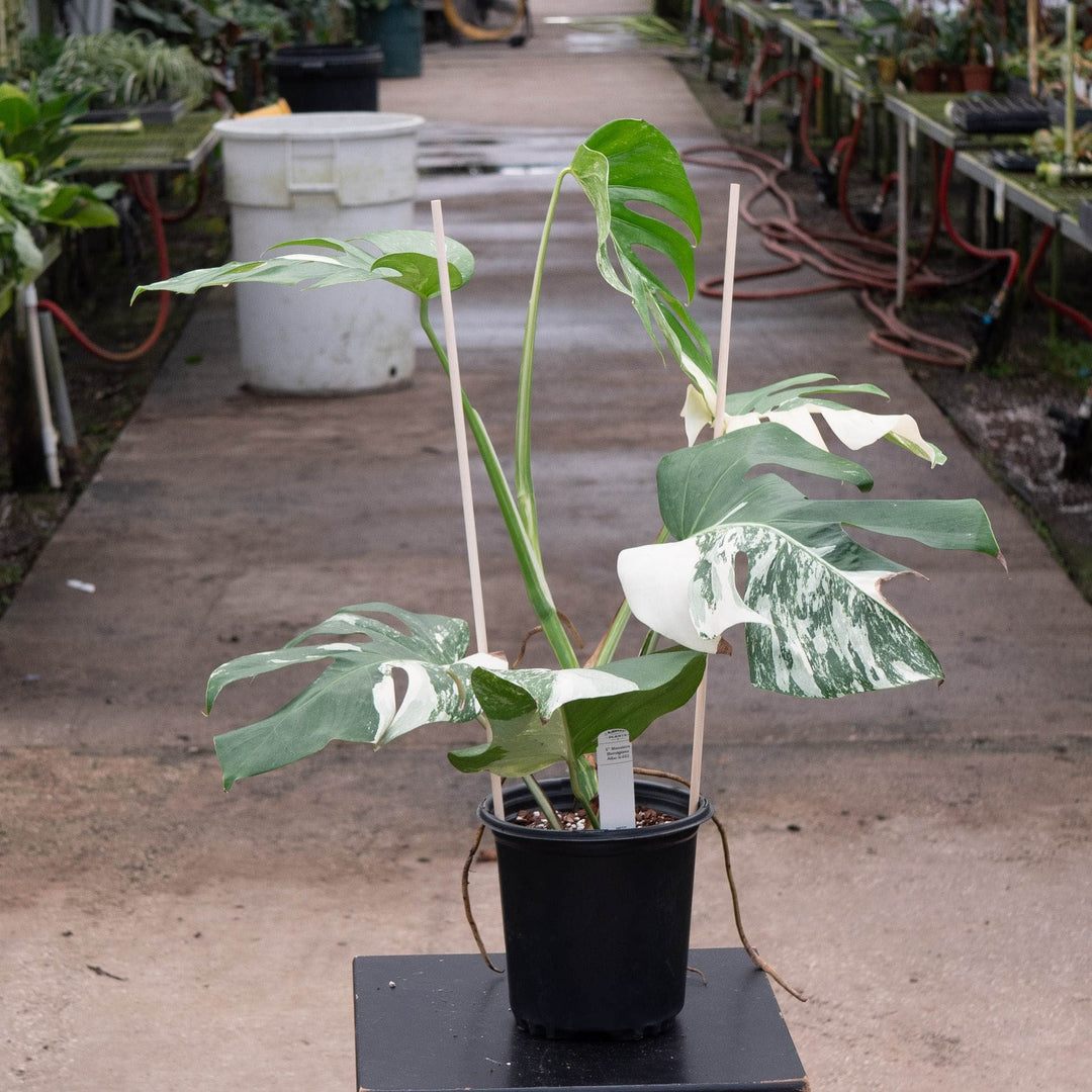 Gabriella Plants Monstera 6" / S-003 Monstera deliciosa &