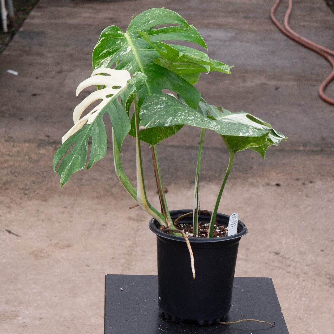 Gabriella Plants Monstera 6" / S-006 Monstera deliciosa &