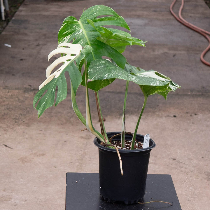 Gabriella Plants Monstera 6" / S-006 Monstera deliciosa &