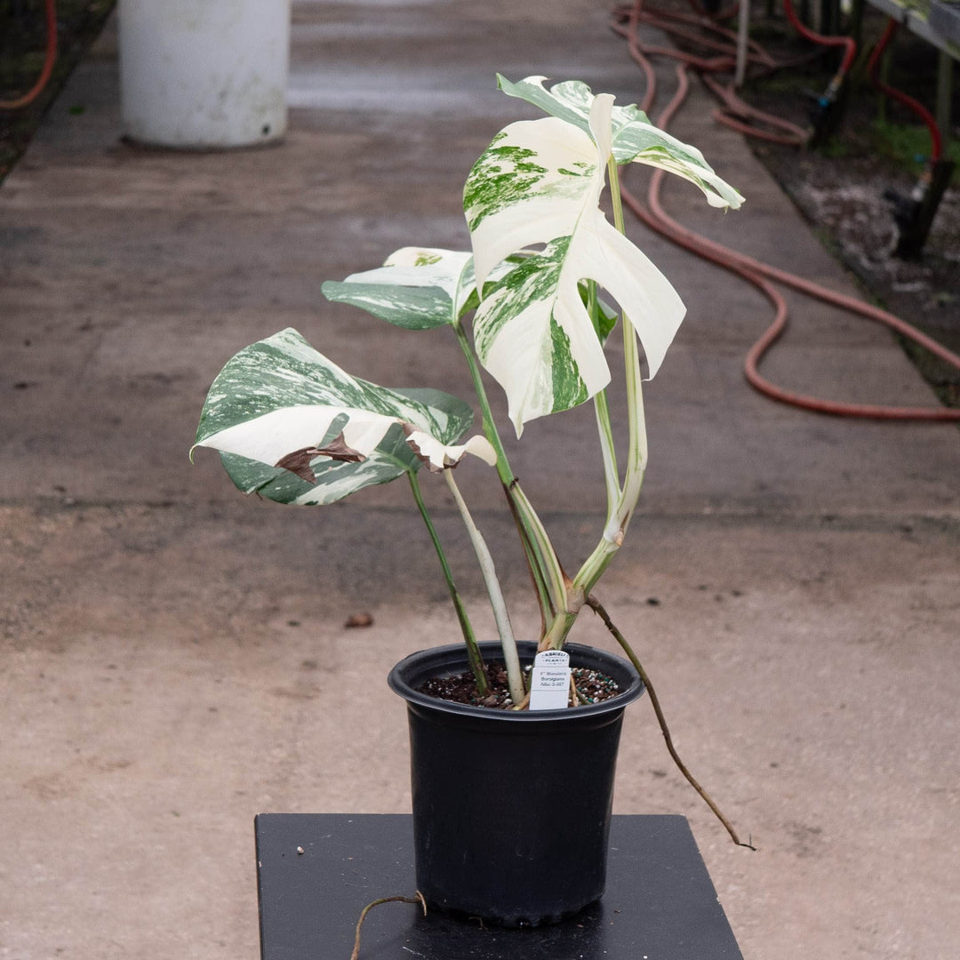 Gabriella Plants Monstera 6" / S-007 Monstera deliciosa &