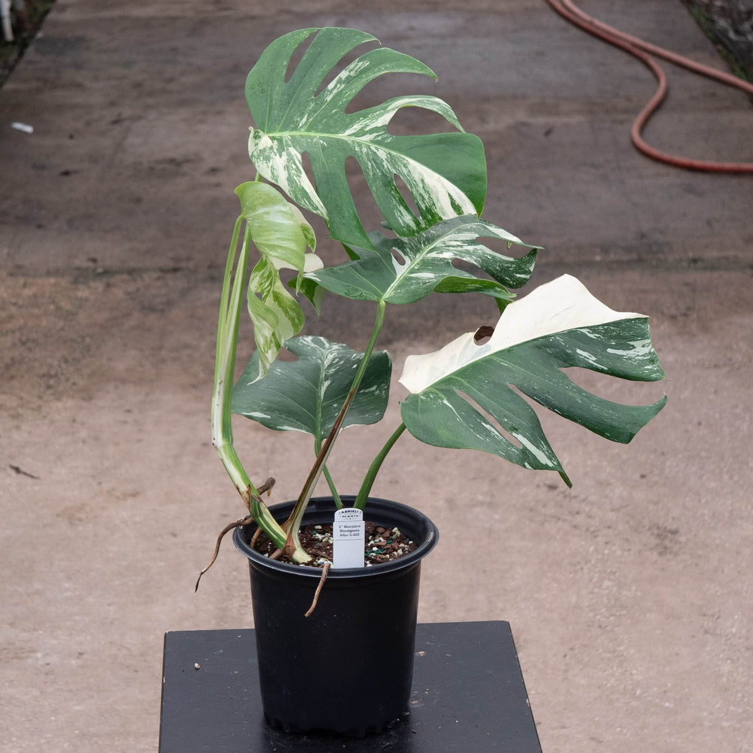 Gabriella Plants Monstera 6" / S-008 Monstera deliciosa &