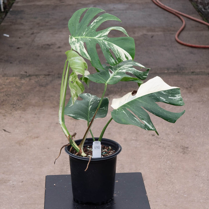 Gabriella Plants Monstera 6" / S-008 Monstera deliciosa &