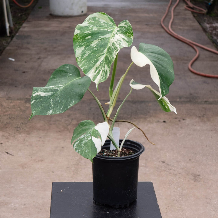 Gabriella Plants Monstera 6" / S-009 Monstera deliciosa &