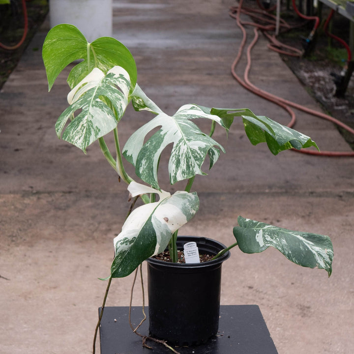 Gabriella Plants Monstera 6" / S-010 Monstera deliciosa &