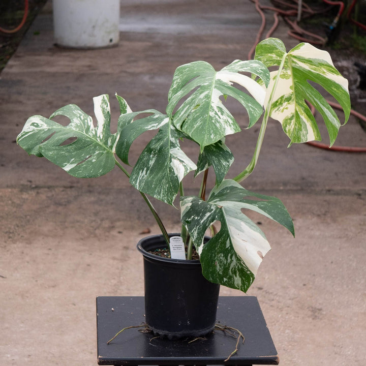 Gabriella Plants Monstera 6" / S-011 Monstera deliciosa &