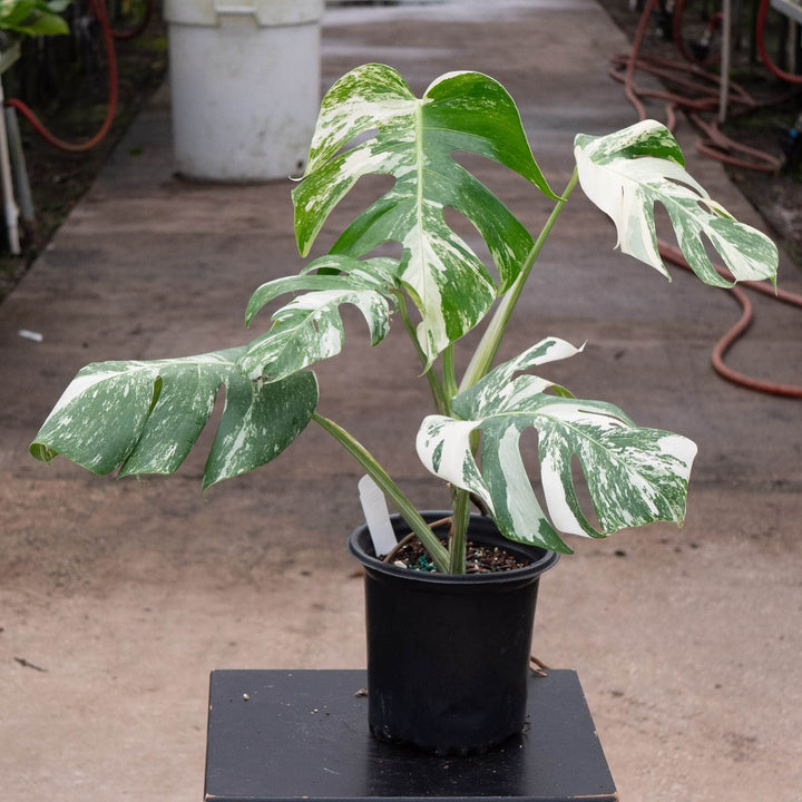 Gabriella Plants Monstera 6" / S-012 Monstera deliciosa &