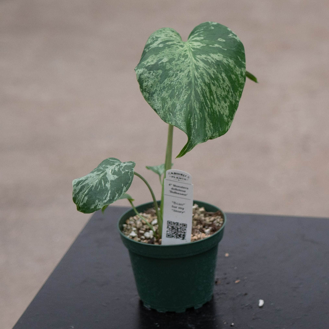 Gabriella Plants Monstera 4" Monstera deliciosa 'Bulbasaur'