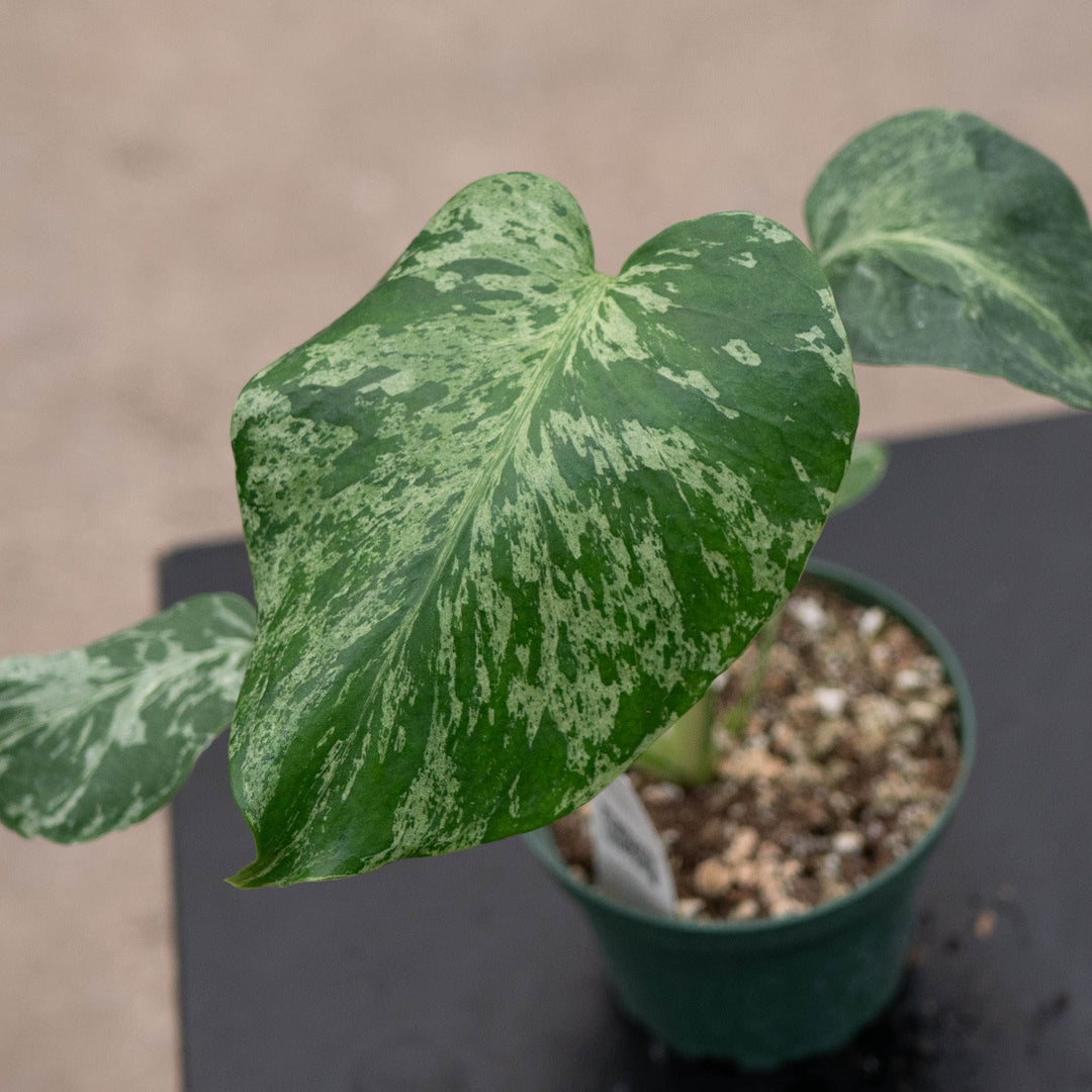 Gabriella Plants Monstera 4" Monstera deliciosa 'Bulbasaur'