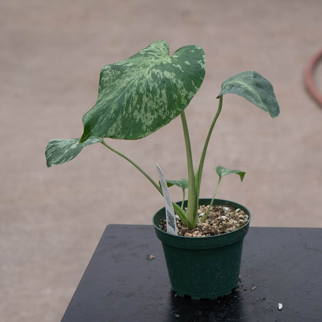 Gabriella Plants Monstera 4" Monstera deliciosa &