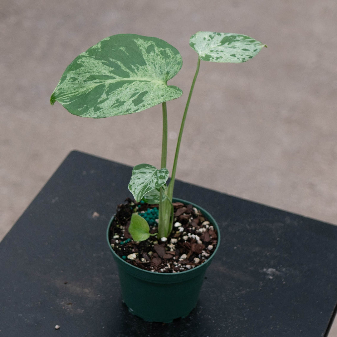 Gabriella Plants Monstera 4" Monstera deliciosa 'Bulbasaur'