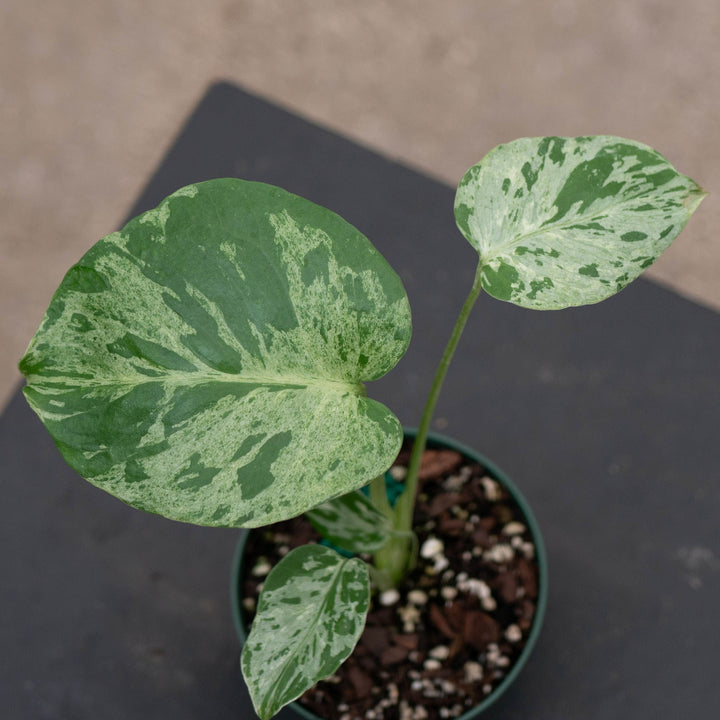 Gabriella Plants Monstera 4" Monstera deliciosa &