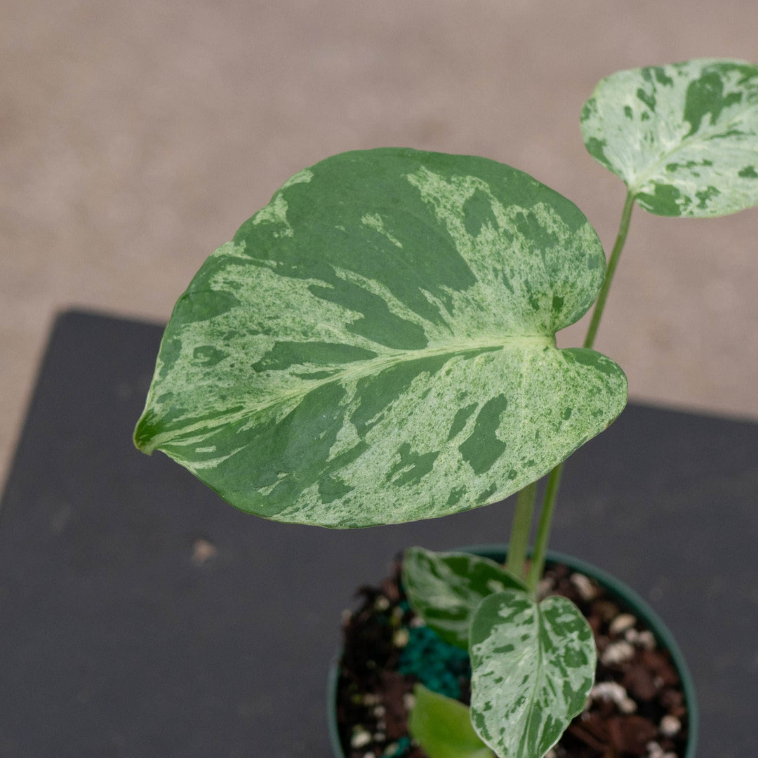 Gabriella Plants Monstera 4" Monstera deliciosa &