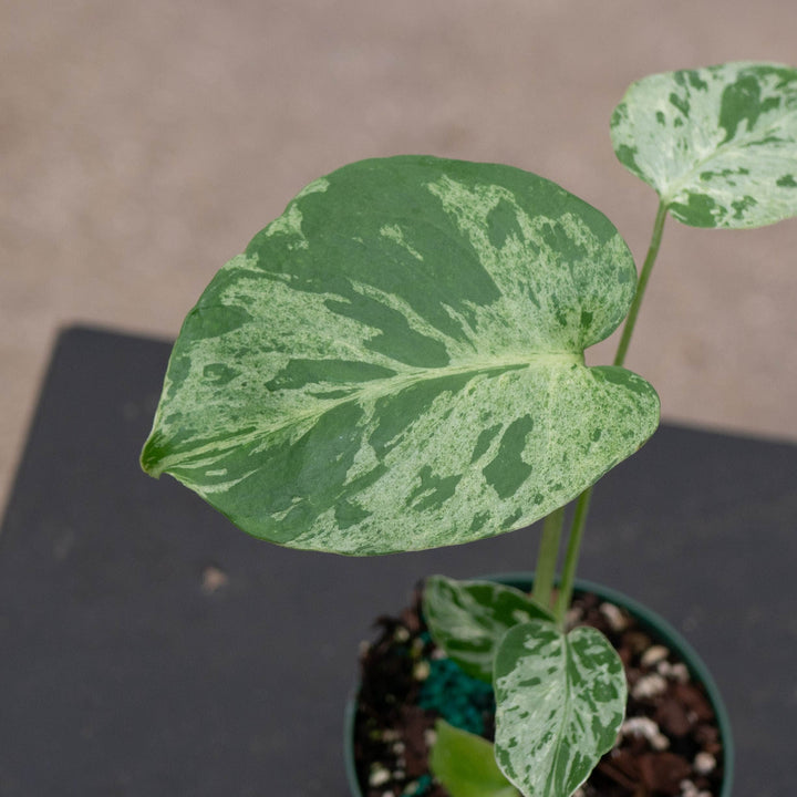 Gabriella Plants Monstera 4" Monstera deliciosa &