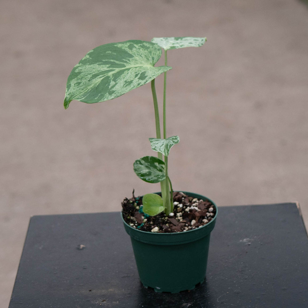 Gabriella Plants Monstera 4" Monstera deliciosa 'Bulbasaur'