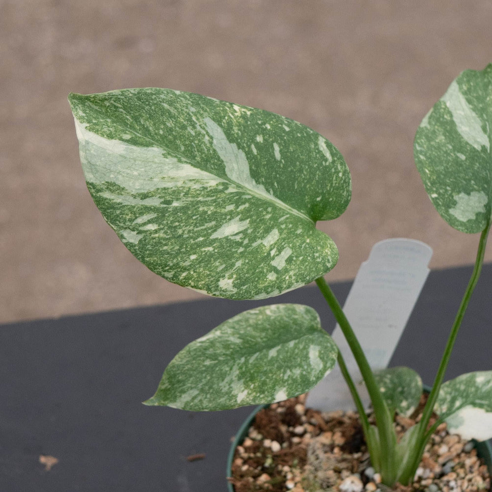 Gabriella Plants Monstera 4" Monstera deliciosa 'Green Snow'