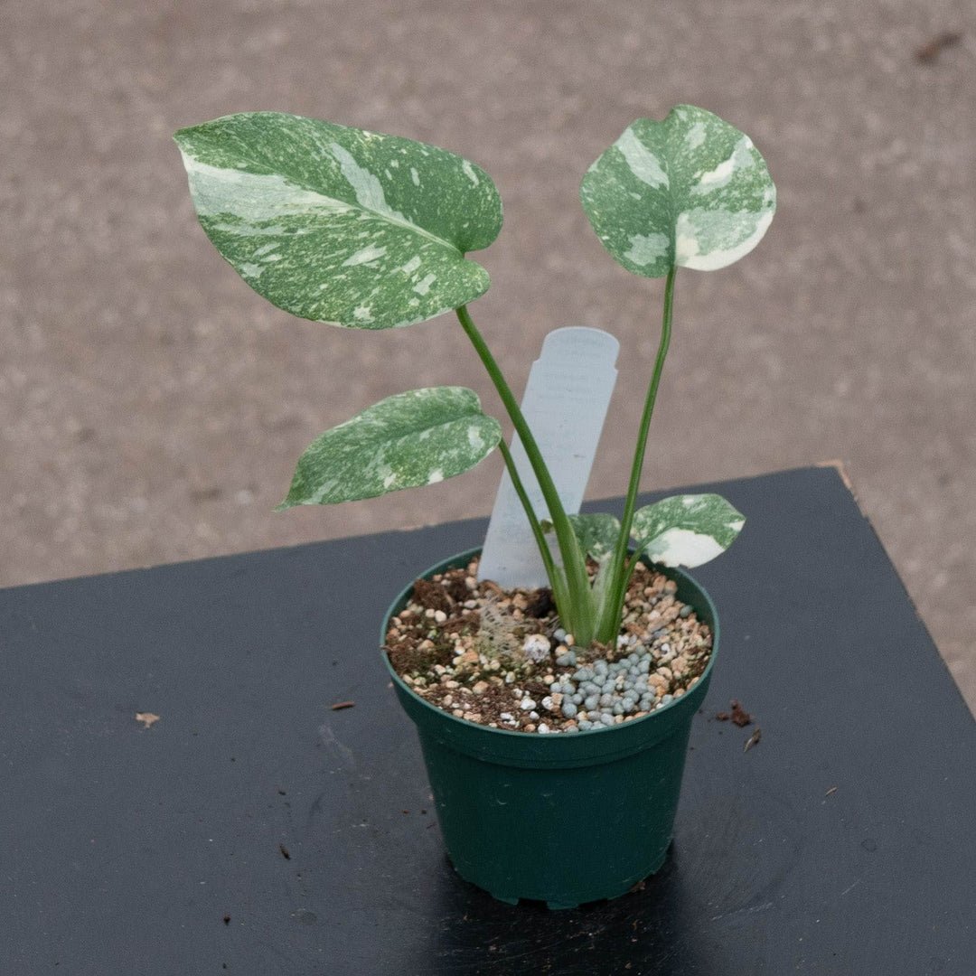 Gabriella Plants Monstera 4" Monstera deliciosa &