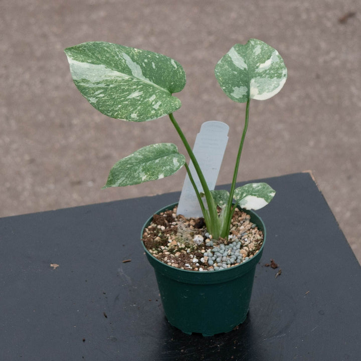 Gabriella Plants Monstera 4" Monstera deliciosa &