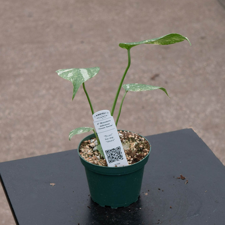 Gabriella Plants Monstera 4" Monstera deliciosa &