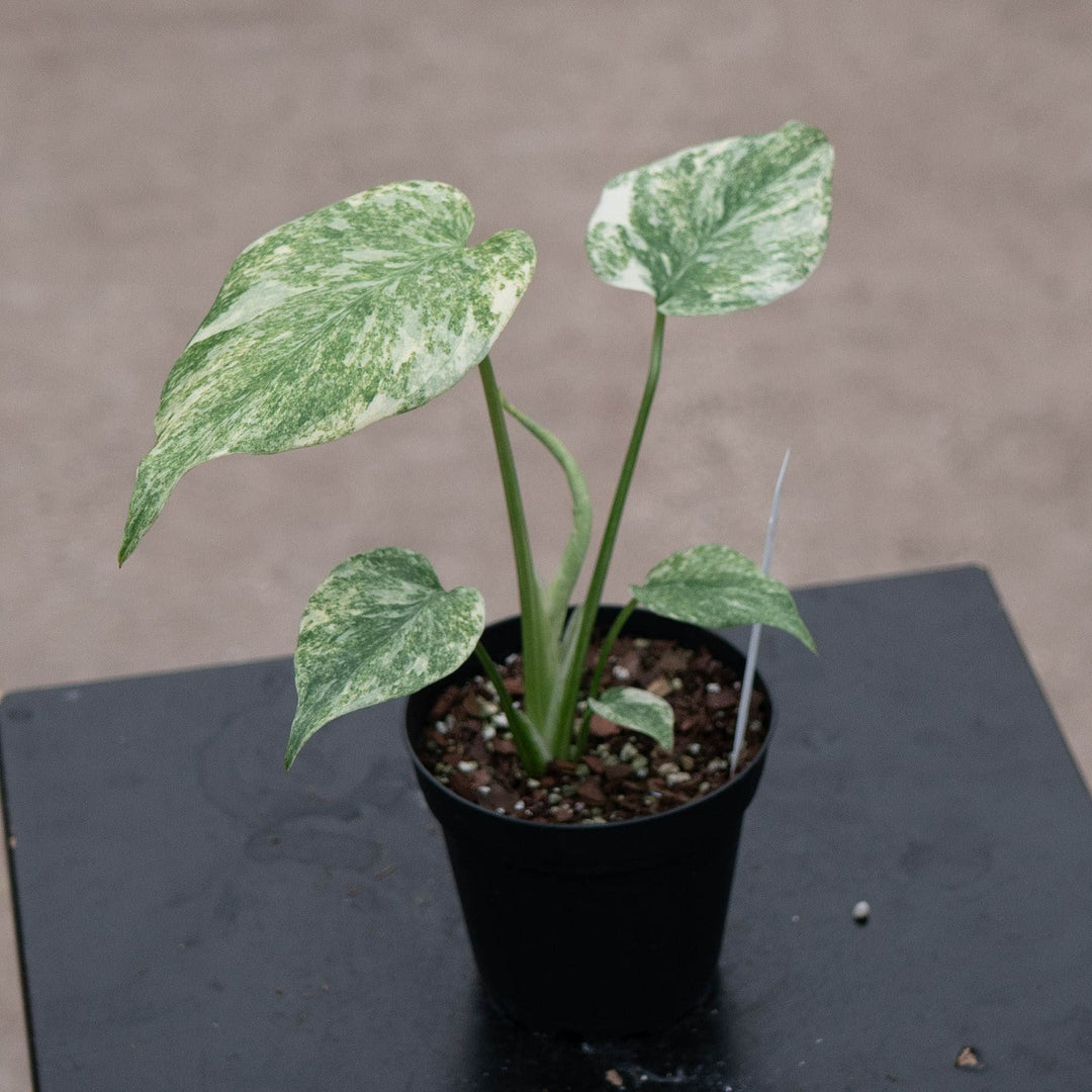 Gabriella Plants Monstera 4" Monstera deliciosa &