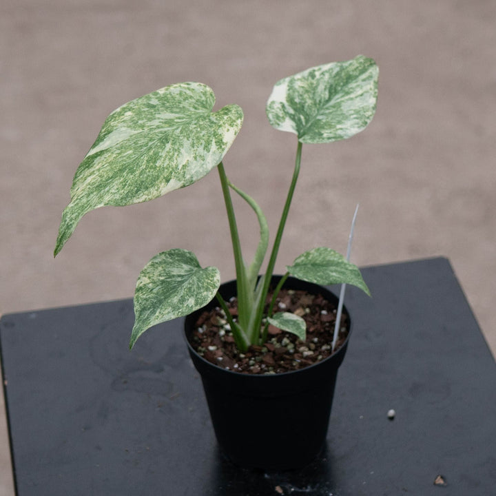 Gabriella Plants Monstera 4" Monstera deliciosa &