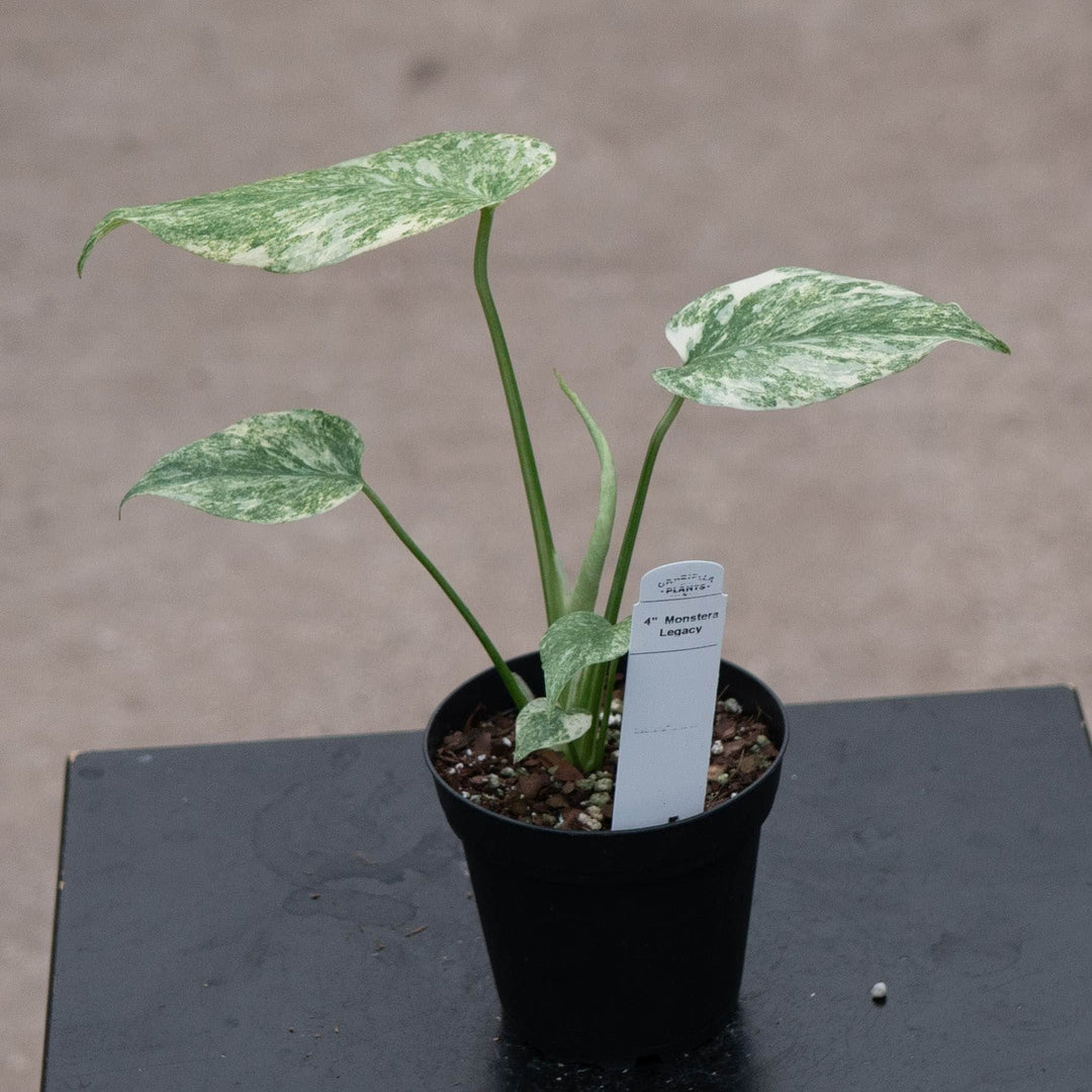 Gabriella Plants Monstera 4" Monstera deliciosa &