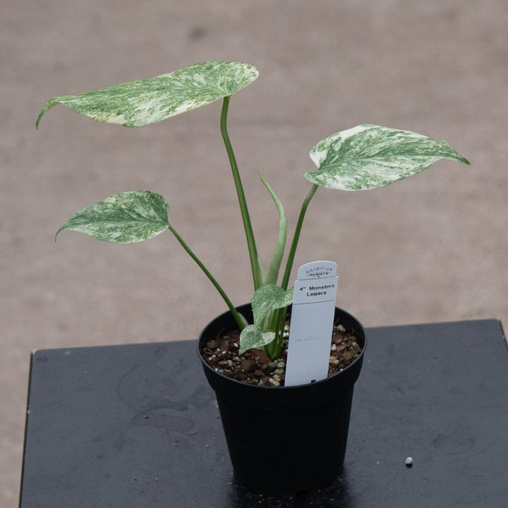 Gabriella Plants Monstera 4" Monstera deliciosa &