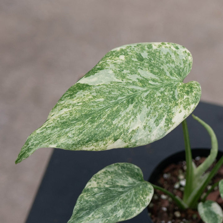 Gabriella Plants Monstera 4" Monstera deliciosa &