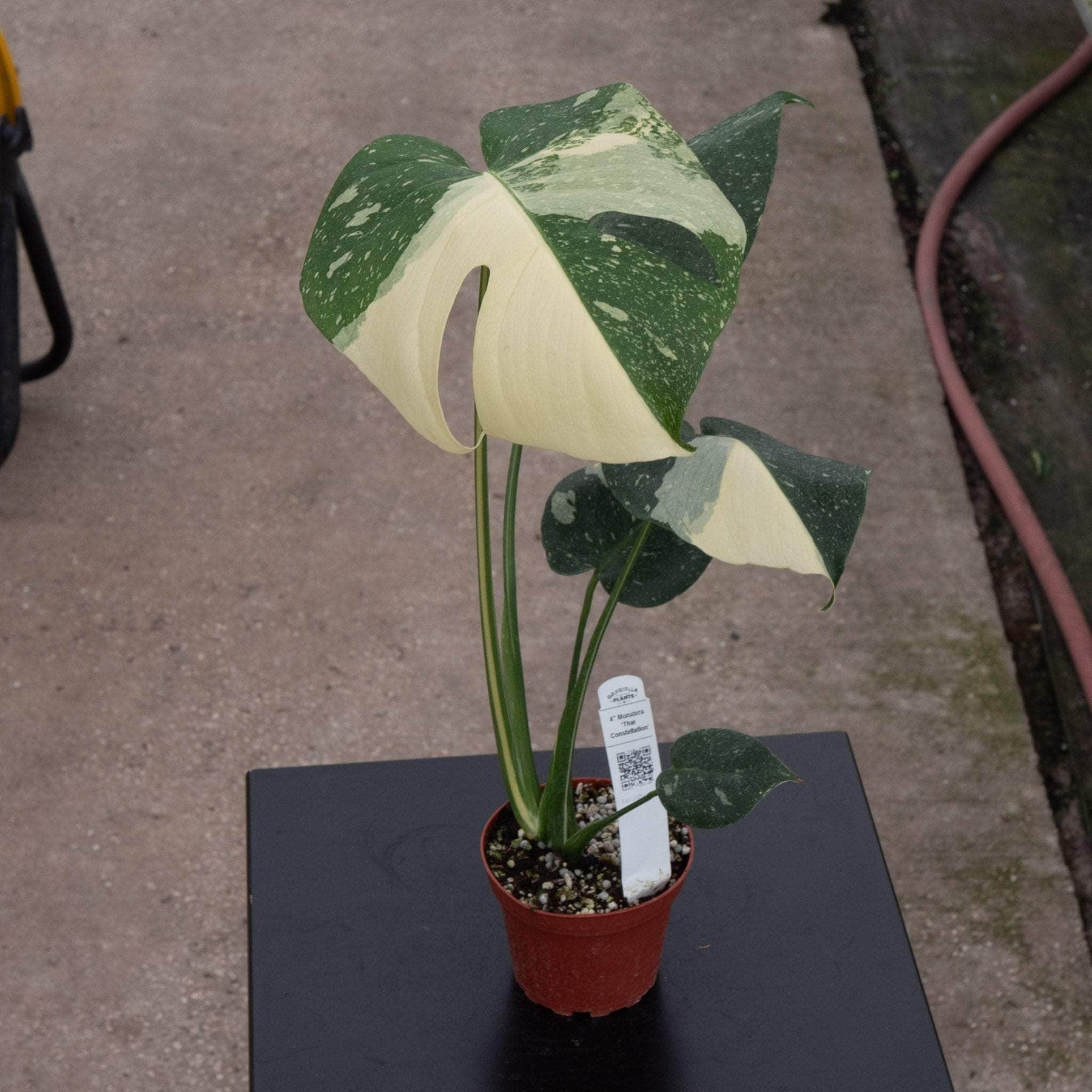 gabriella-plants-monstera-