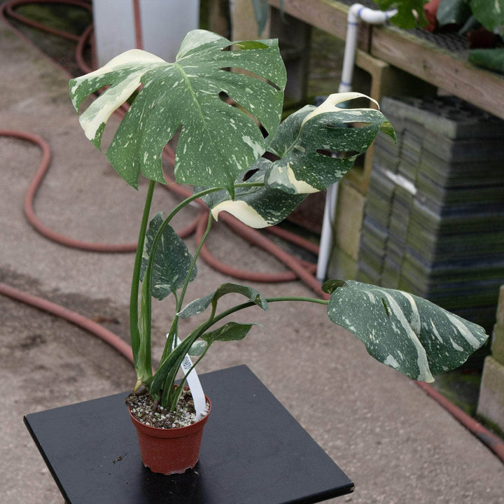 Gabriella Plants Monstera Monstera deliciosa 'Thai Constellation'