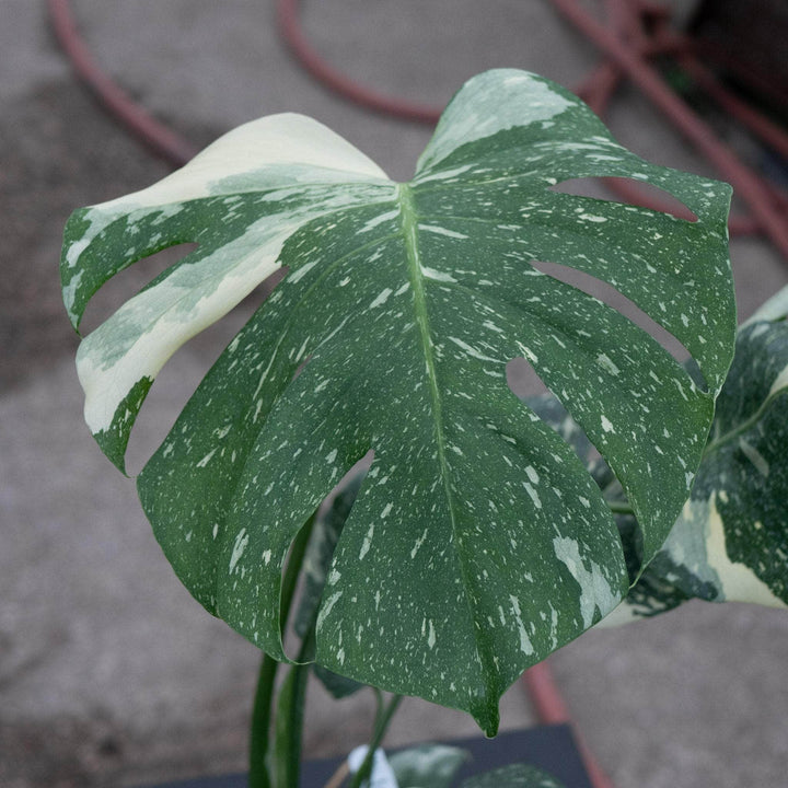 Gabriella Plants Monstera Monstera deliciosa 'Thai Constellation'