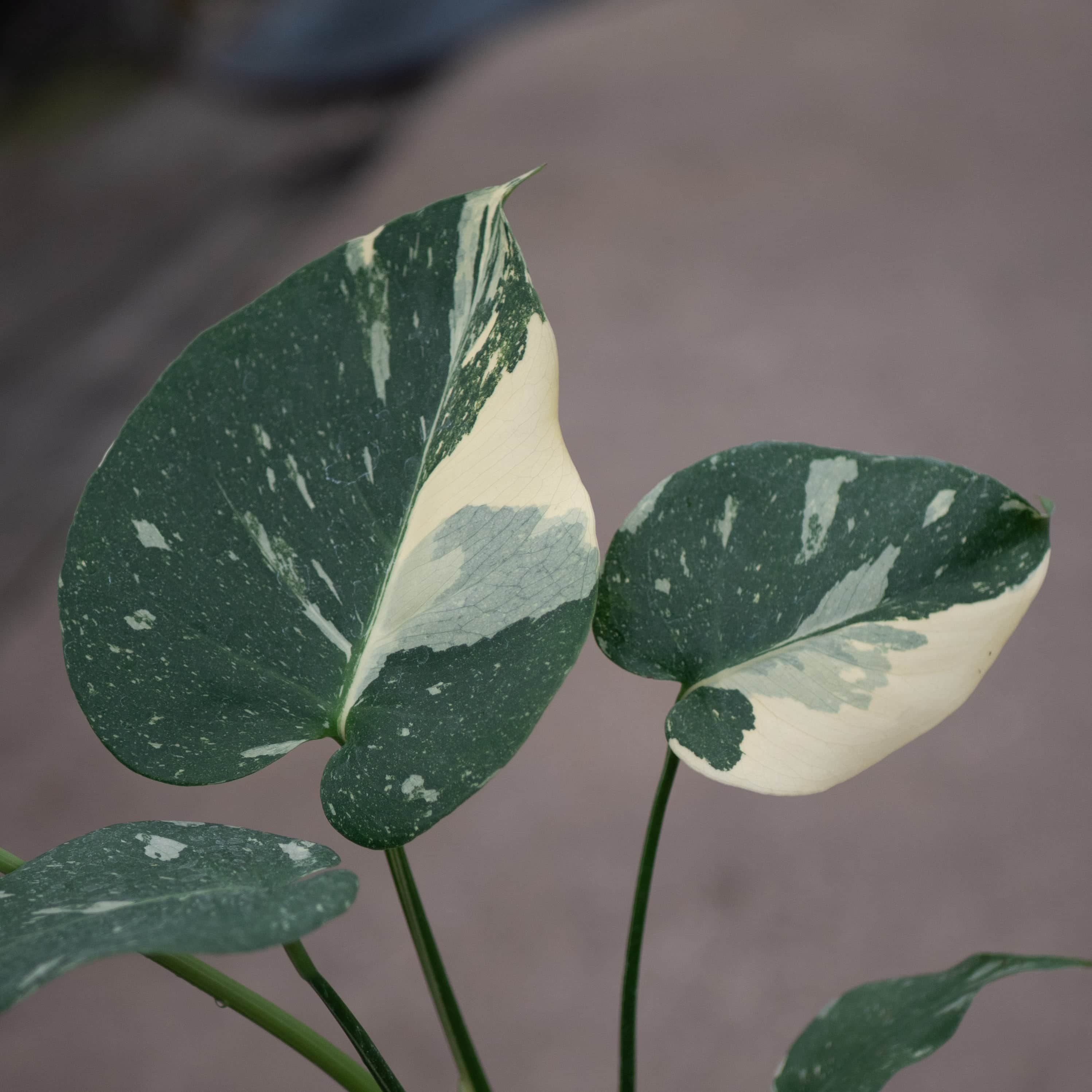 Monstera deliciosa 'Thai Constellation' - Gabriella Plants