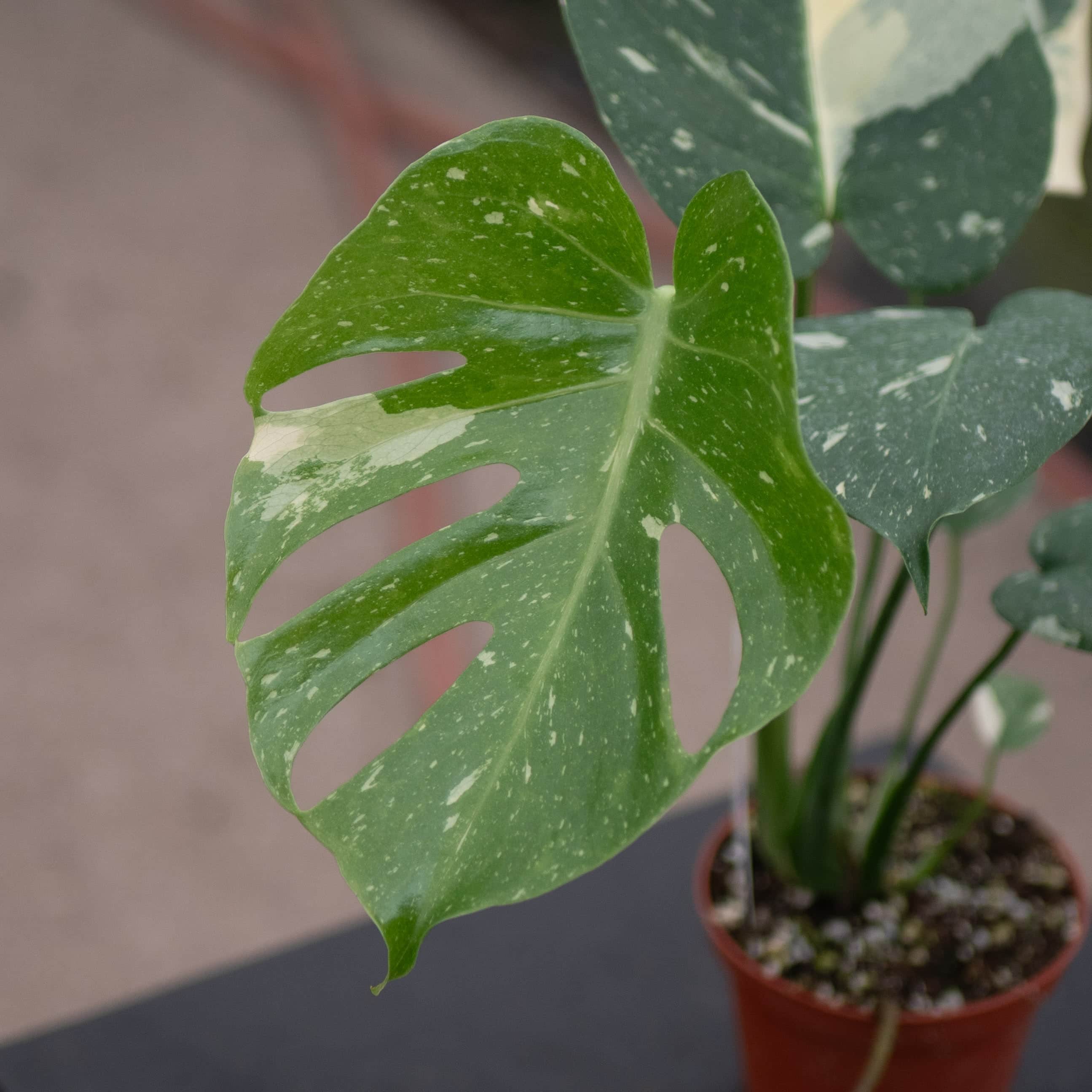 Monstera deliciosa 'Thai Constellation' - Thumbnail 2